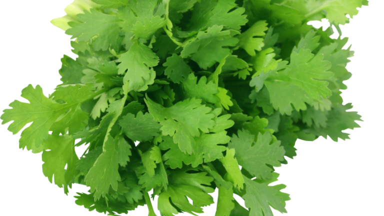 Wellhealthorganic.com: Coriander-leaves-5-best-health-benefits